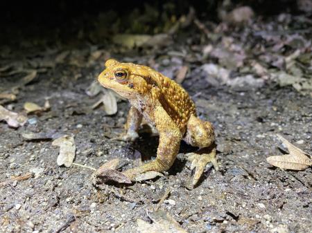 10 Samec krastače. Foto P. Golob